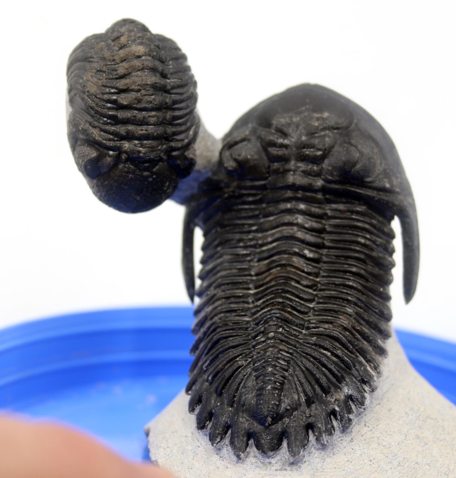 Hollardops & Phacops Trilobite Fossils Morocco #18325