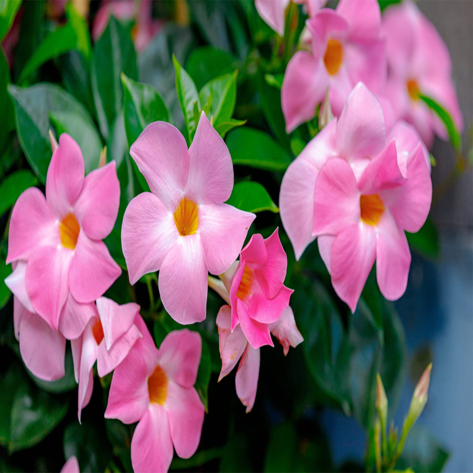 Hayloft Dipladenia Pink | Summer Flowering |Evergreen | Suitable for Container| 5 x 10.5cm