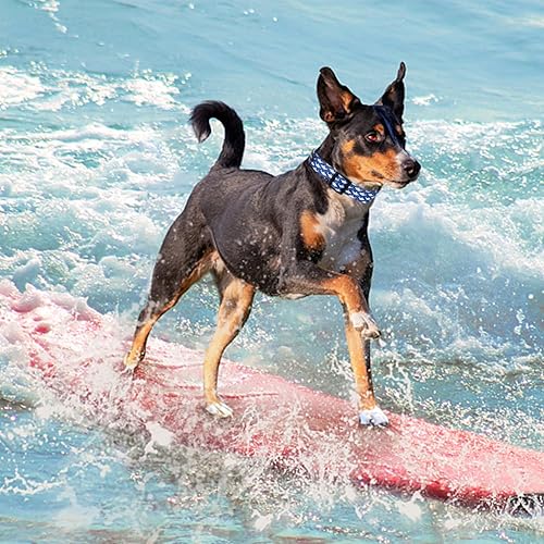 Miniatura 2 de Maca Bates - Collar básico de nailon con diseño de tiburón para perros de playa, color azul, para niños y hombres, para Perros, Chihuahua, Pitbull,