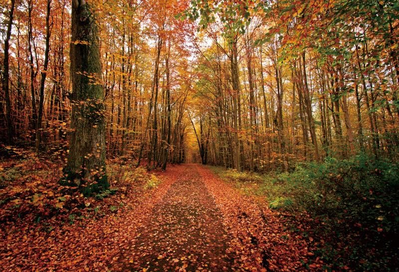 Miniatura 4 de Laeacco Telones de fondo de bosque otoñal para fotografía, 10 x 8 pies, fondo de paisaje natural de otoño, hojas amarillas, camino, día de Acción de