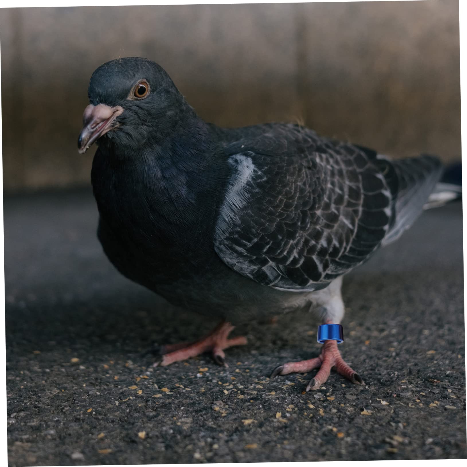 Gogogmee 12pcs Bands Leg Id Bands for Chickens Birds Doves Smooth Metal Rings Easy to Use for Poultry Management