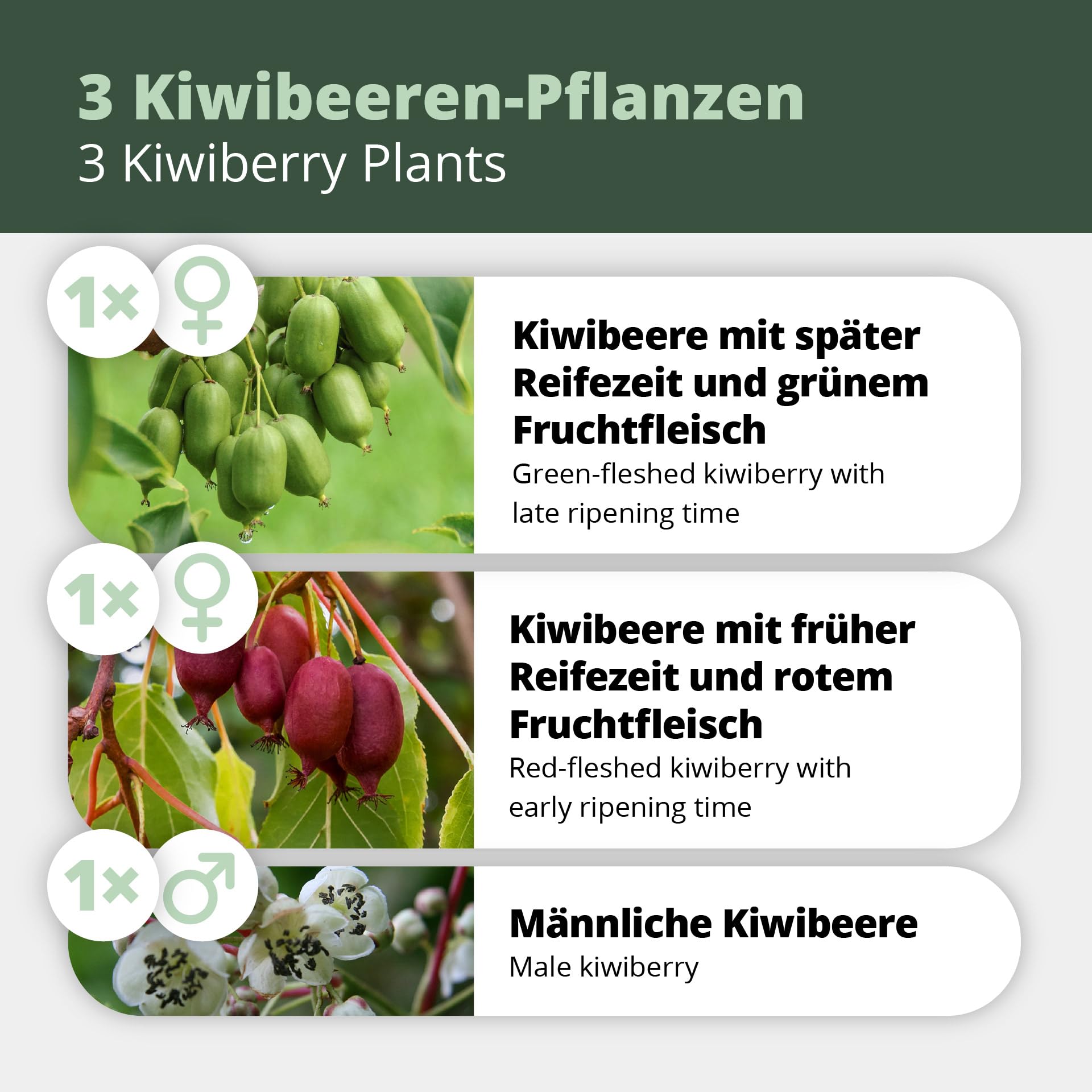 's Kiwi Trio – 3 plantas de kiwi (Actinidia arguta) – Mini kiwi – Garantía varietal directamente del cultivador
