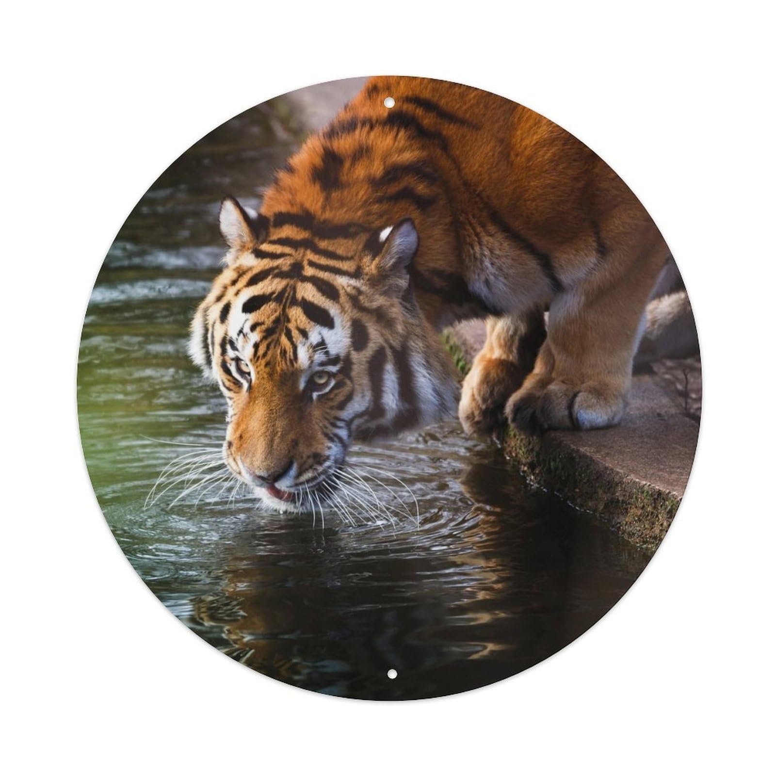 Tiger Drinking Water Wildlife Photography Metal Tin Sign