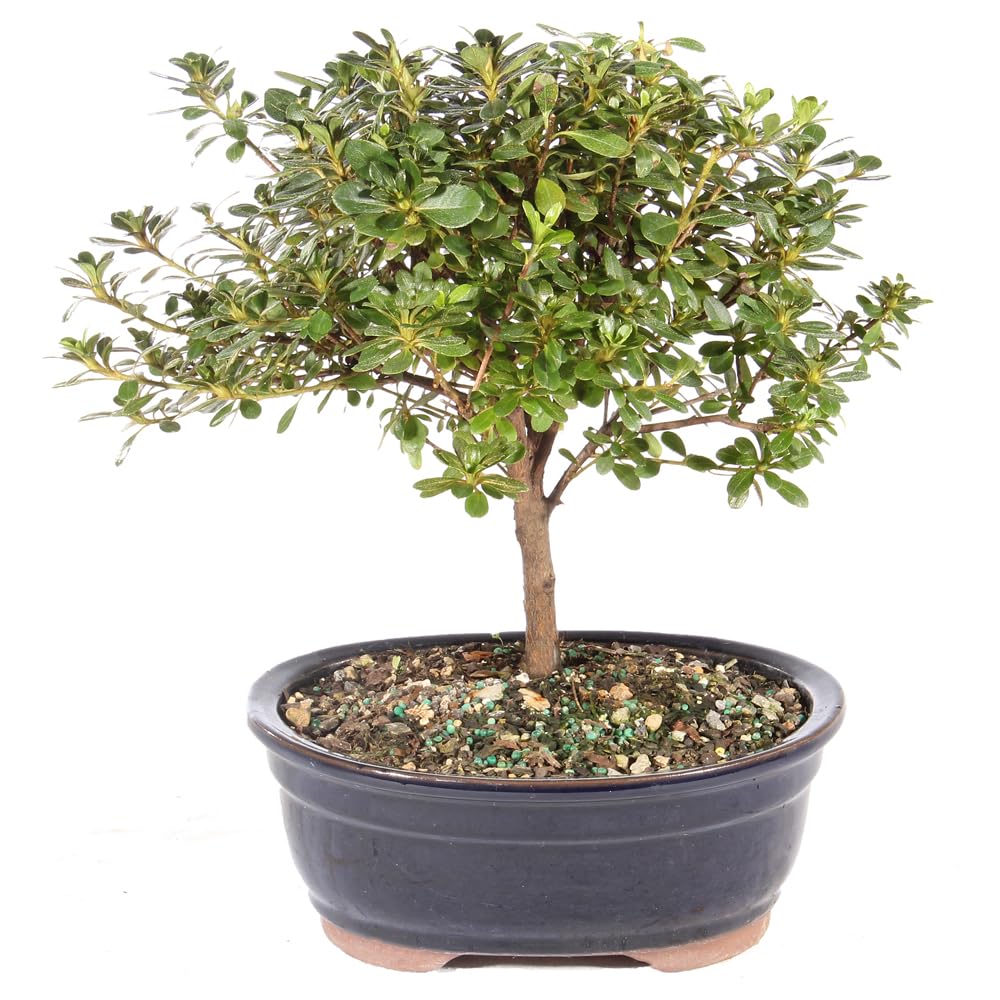 Brussel's Bonsai Live Satsuki Azalea Bonsai, Outdoor, Live Flowering Bonsai Tree - Medium, 6 Years Old, 8 to 10 inches Tall - Ceramic Bonsai Pot