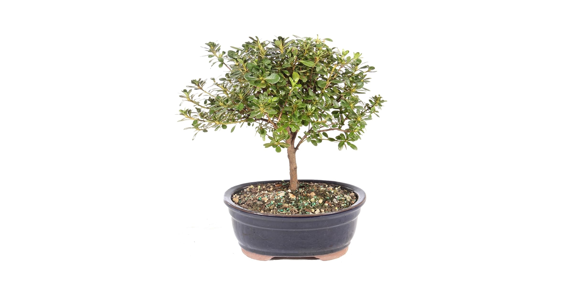 Amazon.com: Brussel's Bonsai Live Satsuki Azalea Bonsai