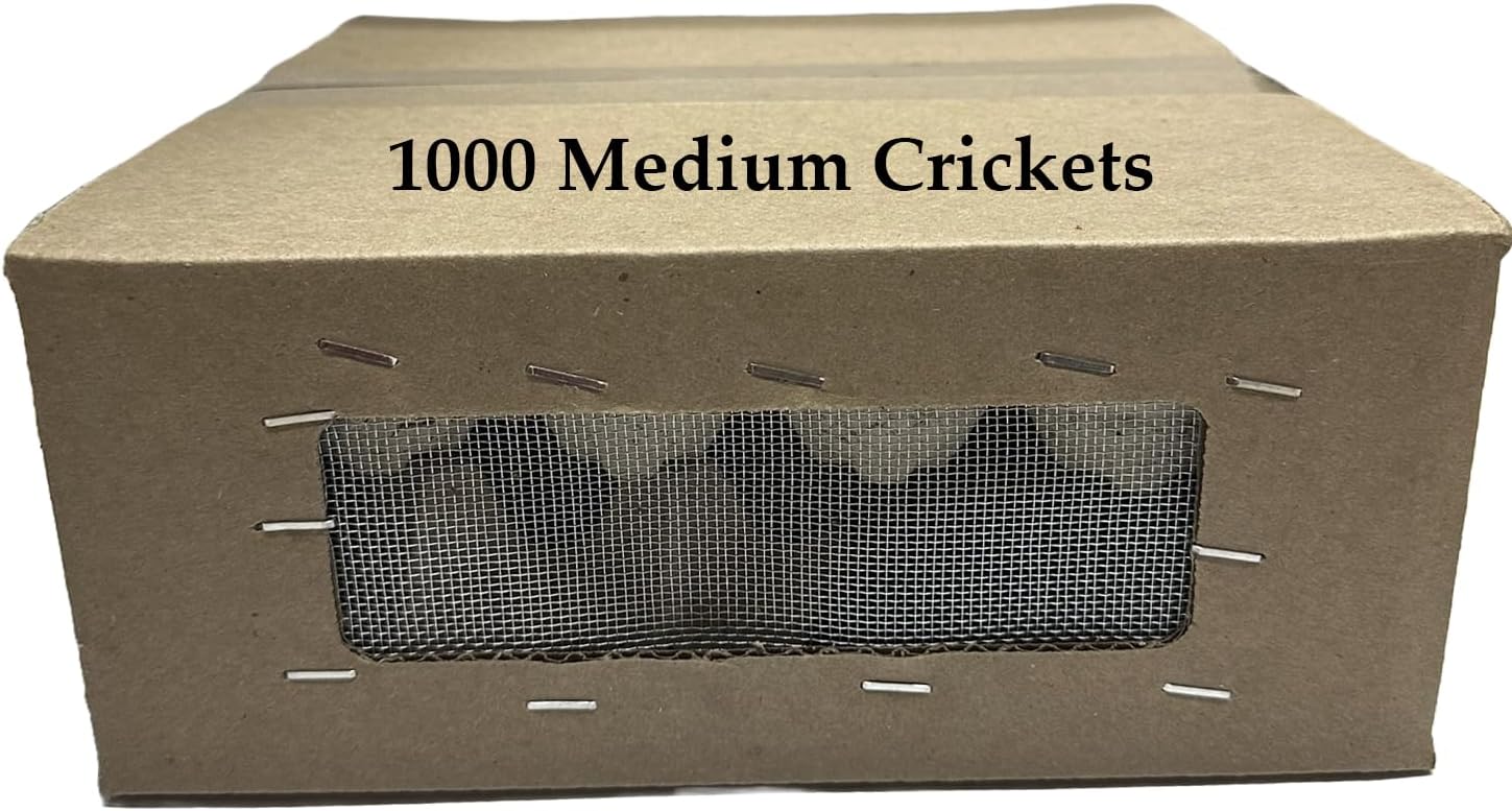 1000 Medium (1/2") Banded Crickets