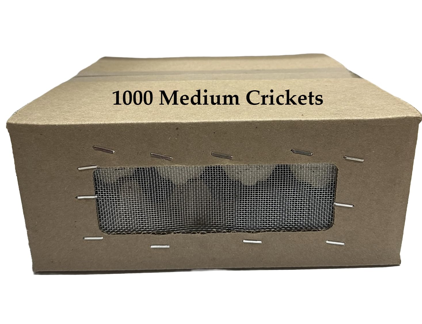 BASSETT'S CRICKET RANCH 1000 Medium (1/2") Banded Crickets