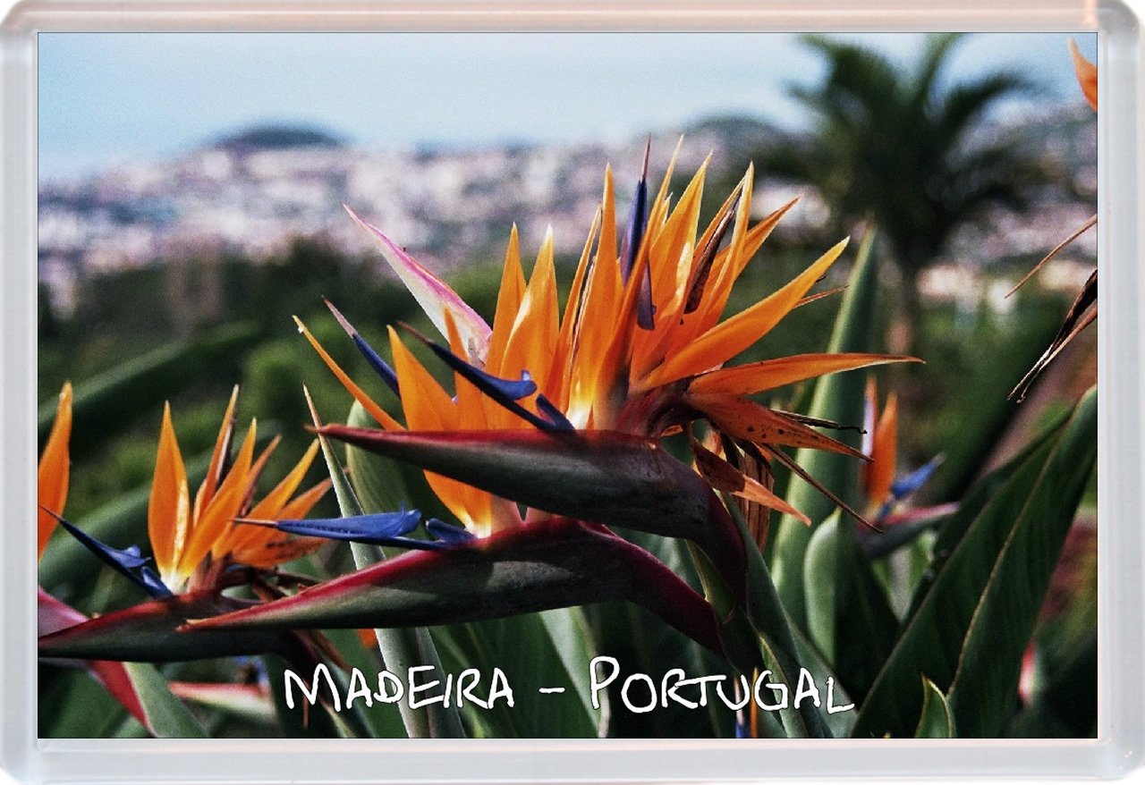 Baked Bean Store Madeira - Portugal - Jumbo Fridge Magnet