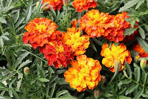 Miniatura 2 de Semillas de caléndula "Sparky Mix" para plantar, más de 500 semillas de flores por paquete, semillas de jardín de Isla (semillas de jardín de Isla),