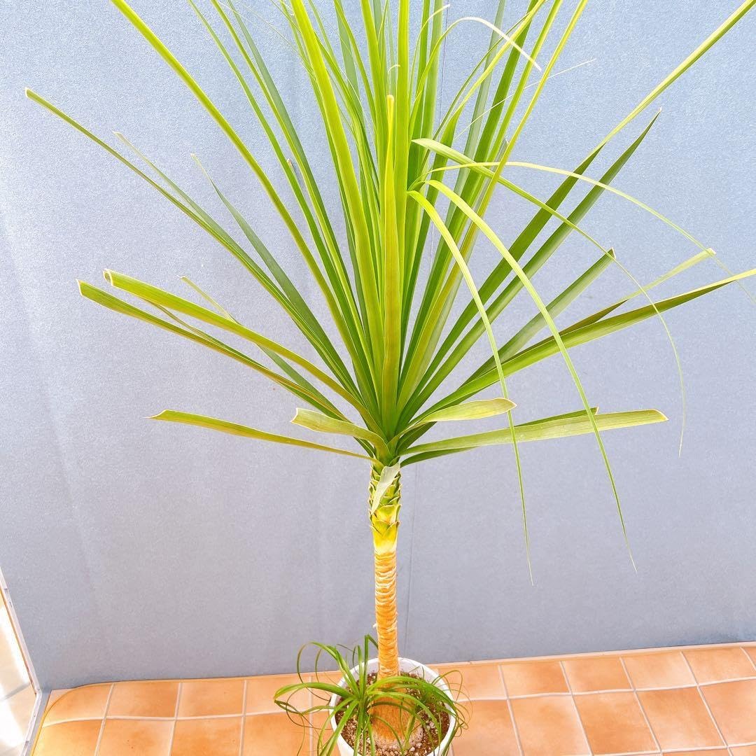 トックリラン ポニーテール ノリナ 7番 特大 観葉植物 ドライガーデン