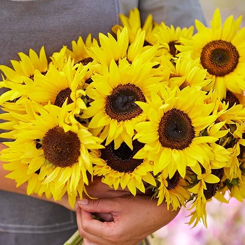 Miniatura 2 de Semillas de girasol (enano)  Twilight Zone  1 onza  Semillas de flores amarillas, atraen abejas, atraen mariposas, atraen polinizadores, fáciles de