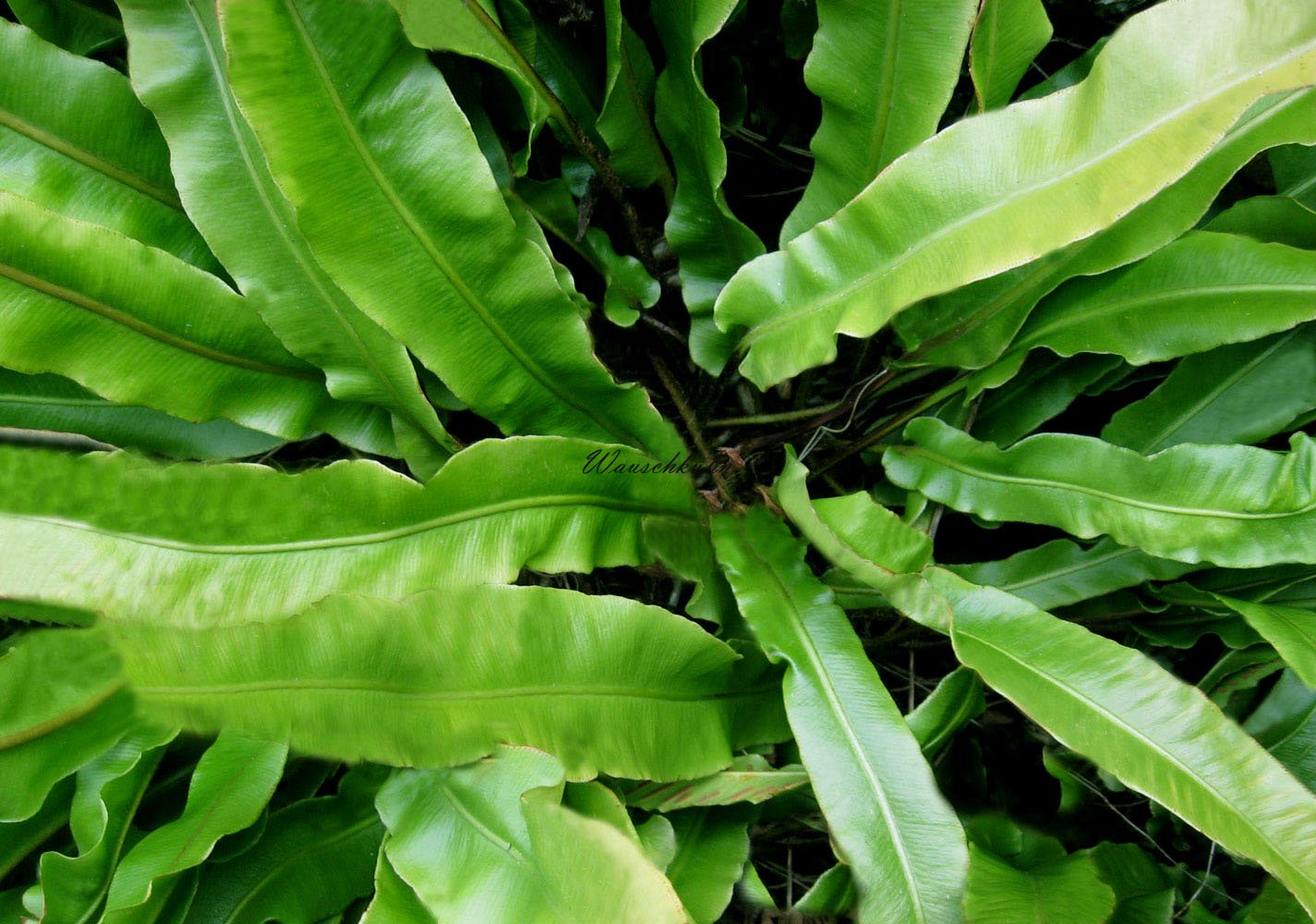 Phyllitis scolopendrium - Hirschzungenfarn - Farn im 9cm Topf