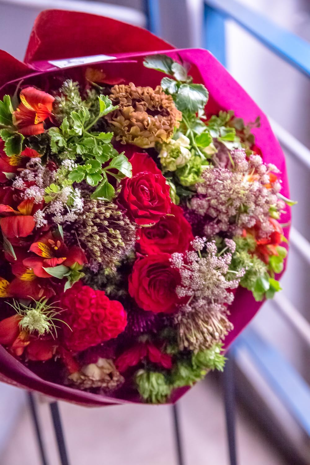 フィカス ウンベラータ 8号 S-shaped tree form145cm フィカス