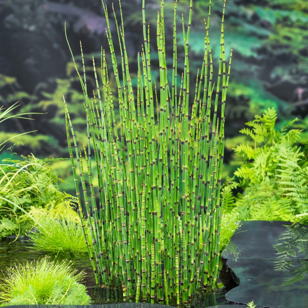 Equisetum japonicum – Architectural Marginal Aquatic Plant, Strong Bamboo-Like Stems, Ideal for Ponds, Troughs or Indoors, Evergreen Year-Round Interest - 9cm Pot x2 By Thompson and Morgan