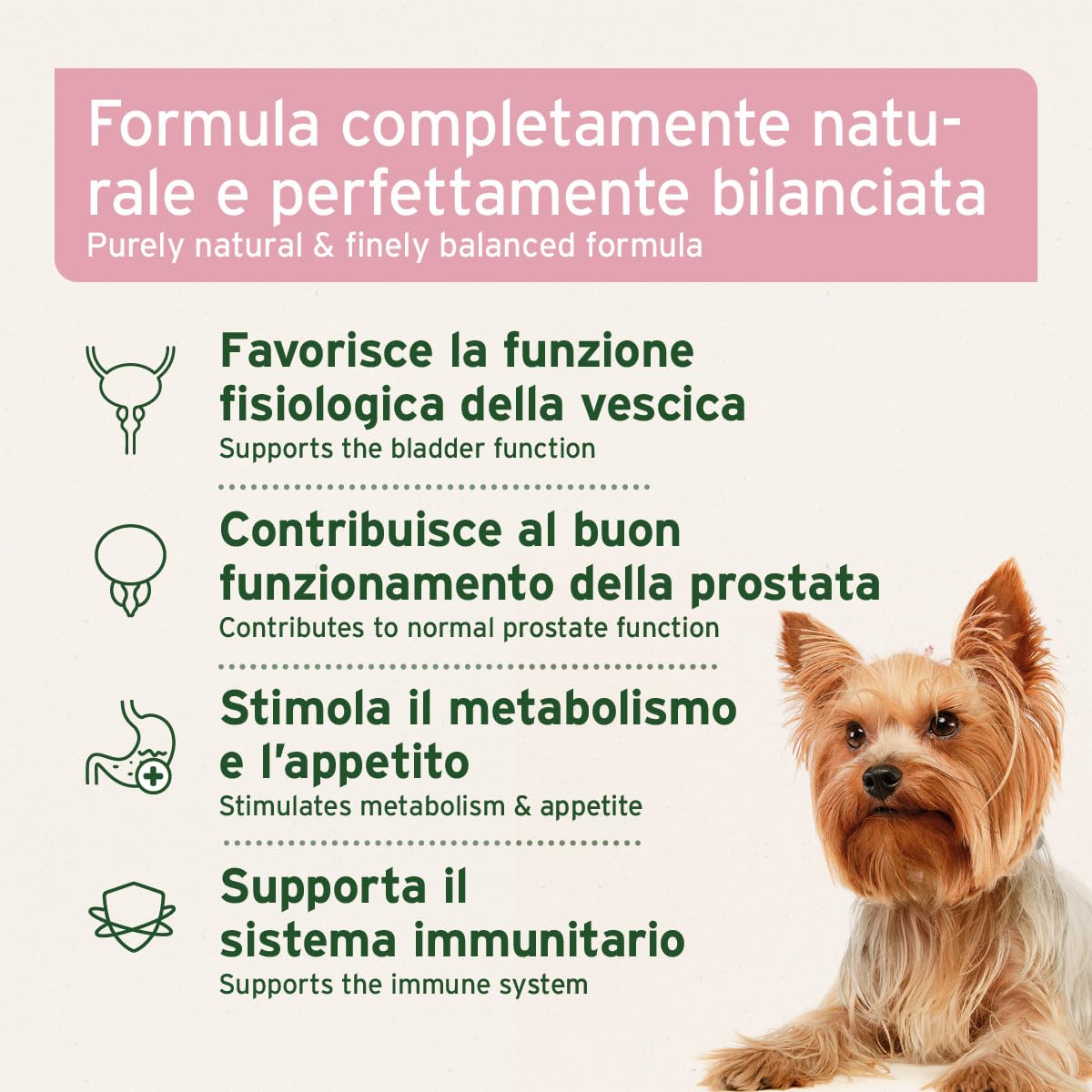 AniForte polvere per incontinenza vescicale per cani 100 g - Supporta la funzione vescicale in caso di debolezza della vescica, incontinenza, perdite urinarie e perdita di urina