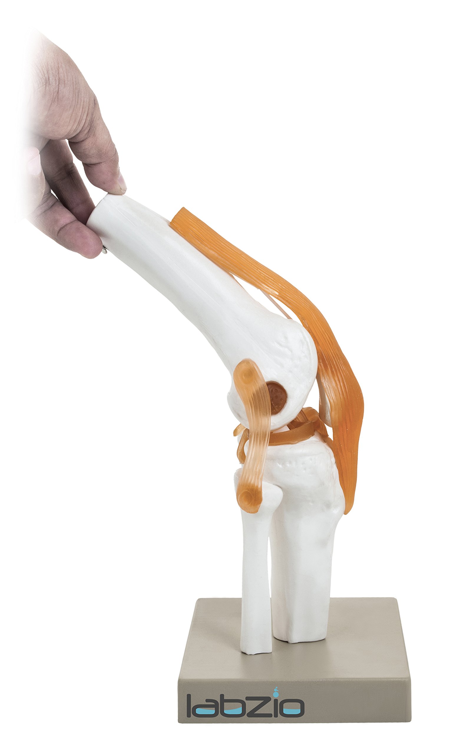 Buy Labzio Human Knee Joint Model With Flexible Ligaments Anatomically