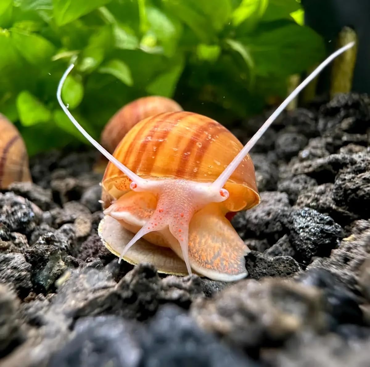 1 x RARE Chestnut Mystery Snails Freshwater Aquarium Live Bridgesii