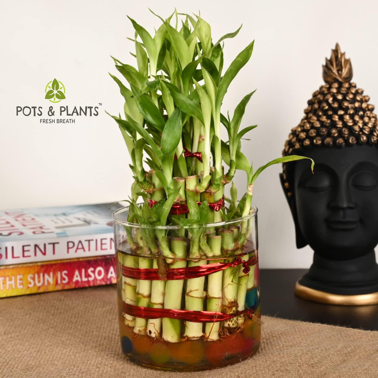 Pots & Plants Three Tower/Layer Lucky Bamboo in Handmade Glass Container (B0974PBMKM) Amazon Price History, Amazon Price Tracker