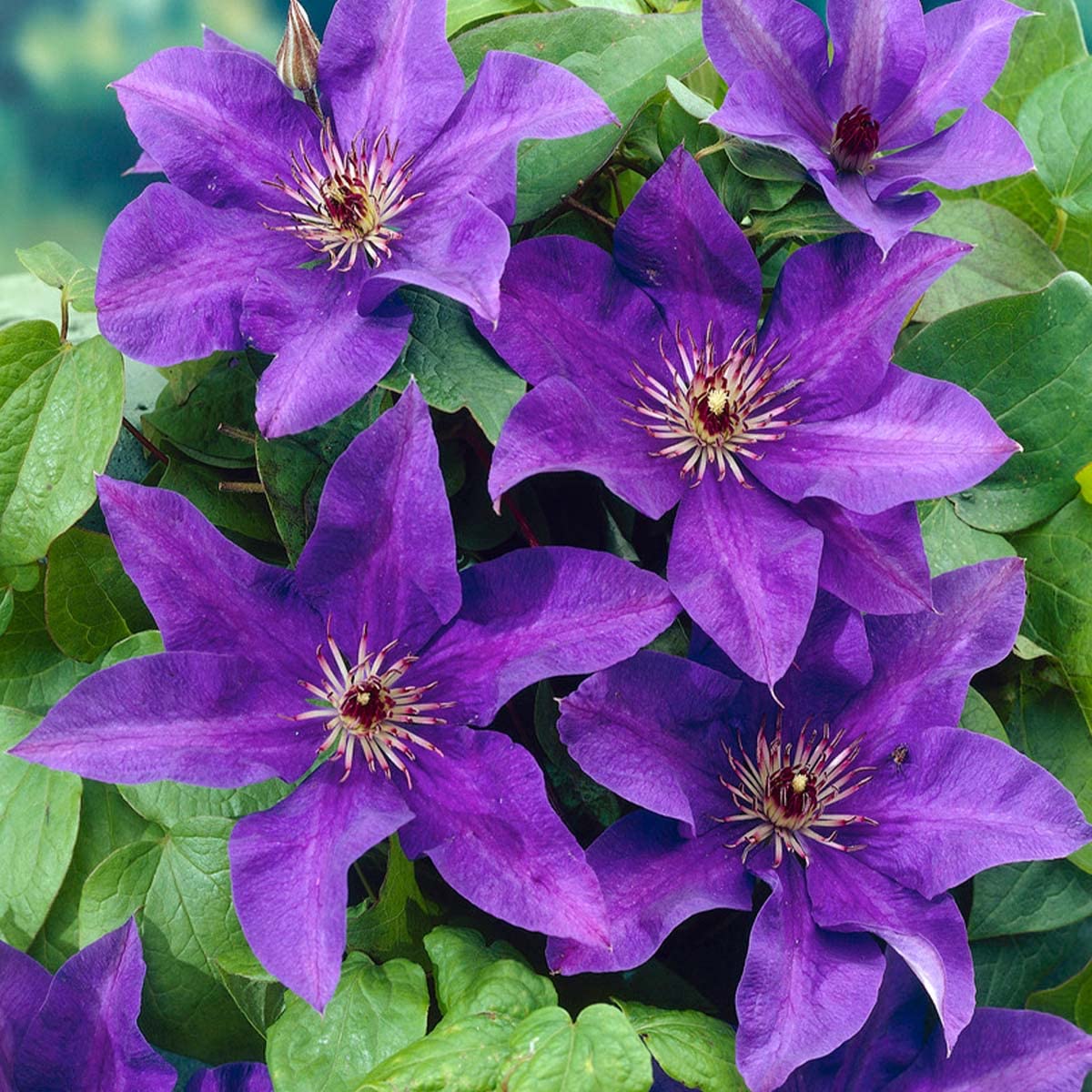 Bloomique - 2er-Set - Clematis The President - Waldrebe - Lila - Kletterpflanzen - Gartenpflanzen - Winterhart - Höhe 50-70 cm - Topf 15 cm
