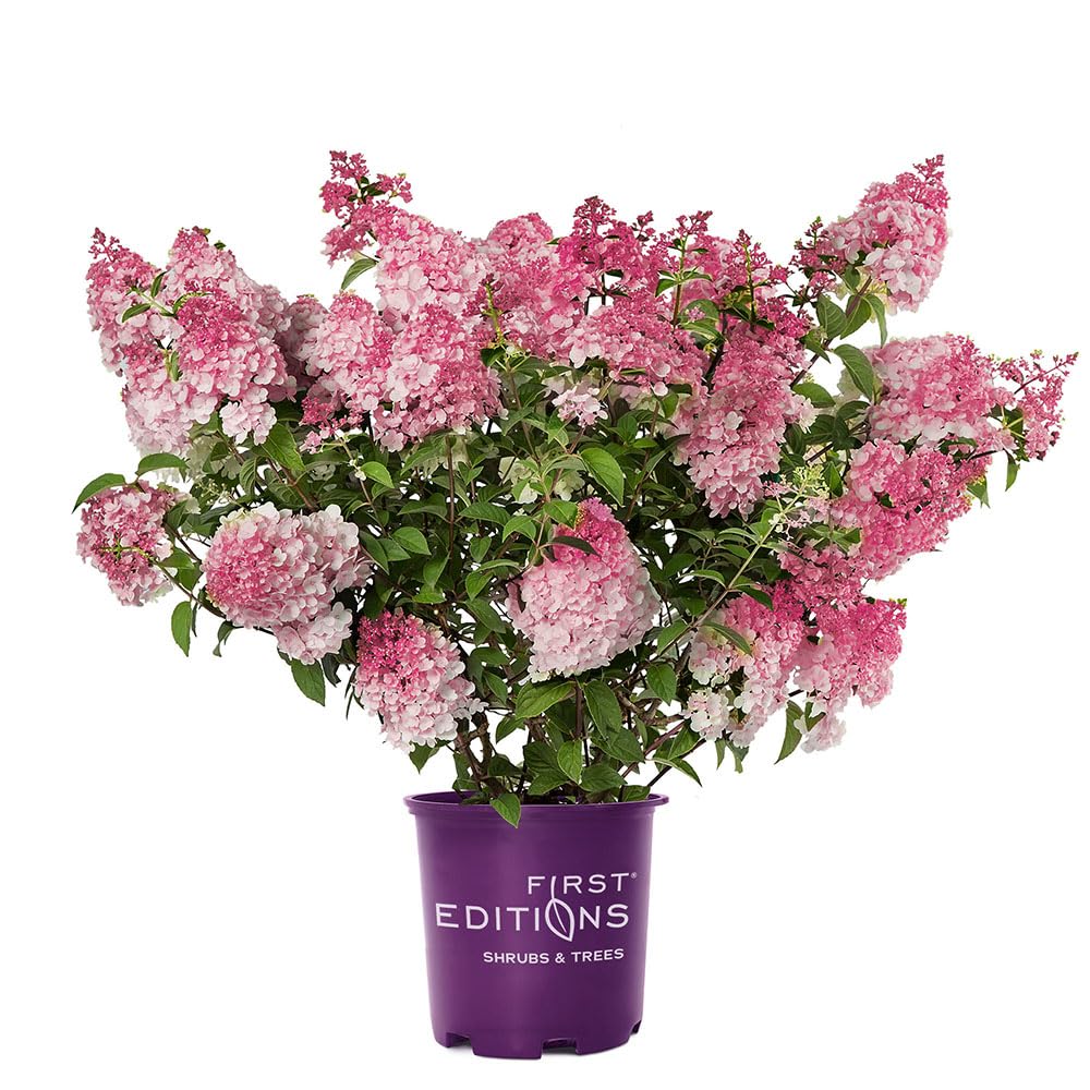 First Editions Spring Sizzle Hydrangea Shrub