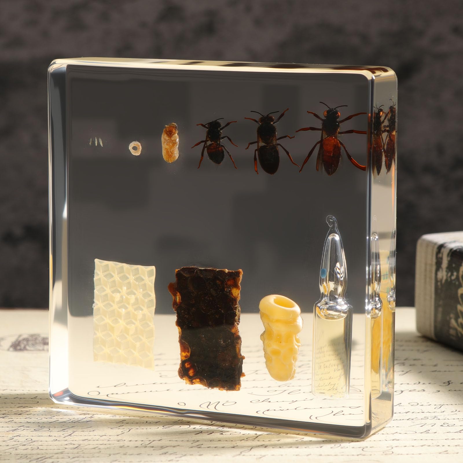 Lifecycle of a Honey Bee Insect in Resin, 3.7 x 3.7 x 0.8 Inch Real Life Cycle of Honey Bee Specimens Animal Paperweights Specimen for Taxidermy Science Decor