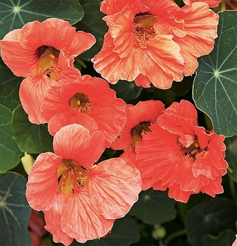 Salmon Baby Nasturtium Seeds - Salmón - 45 Semillas