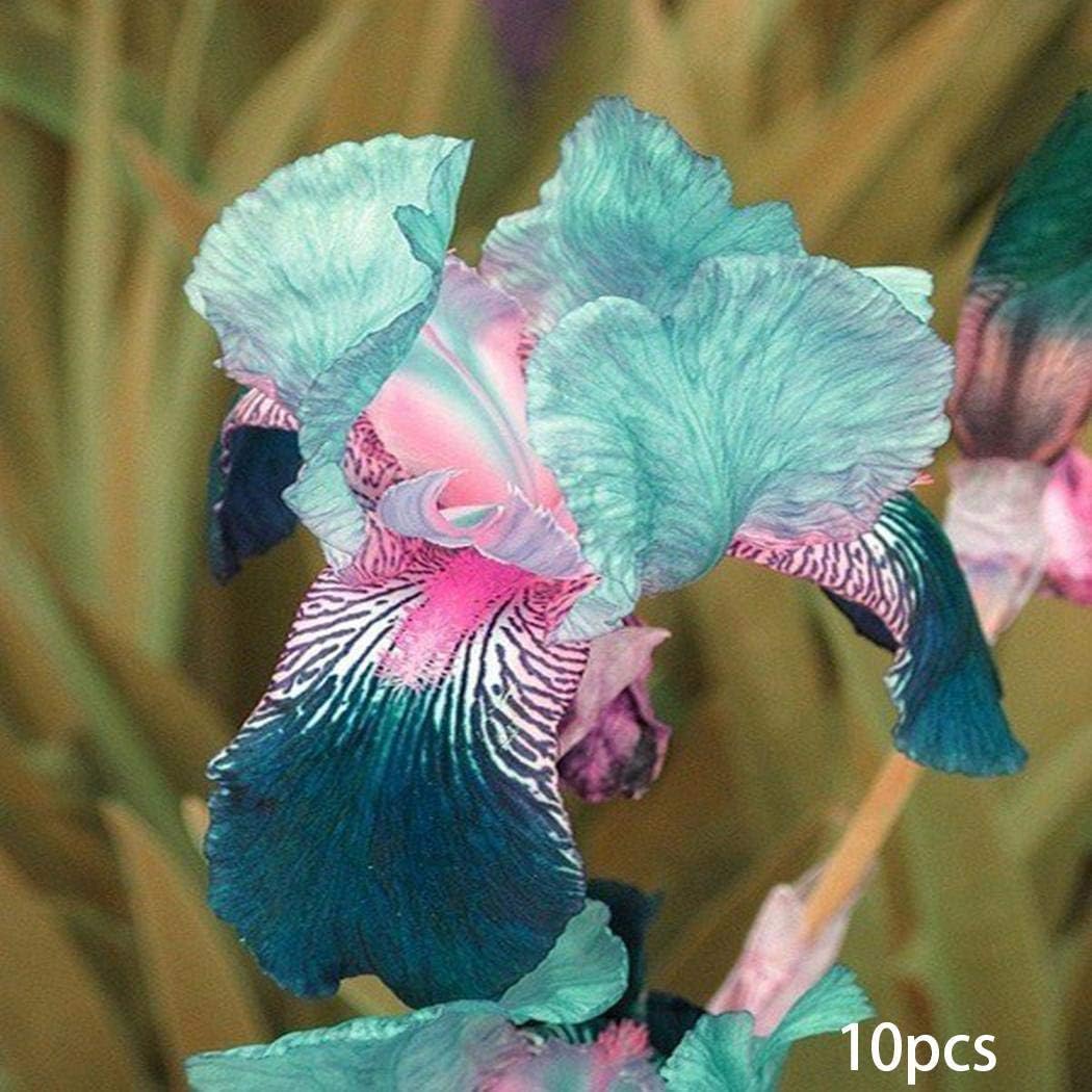 Carsge Garden - Blue Orchid Seeds New Nice Adorable Flower Seeds Fragrant Blooms Flower Seeds