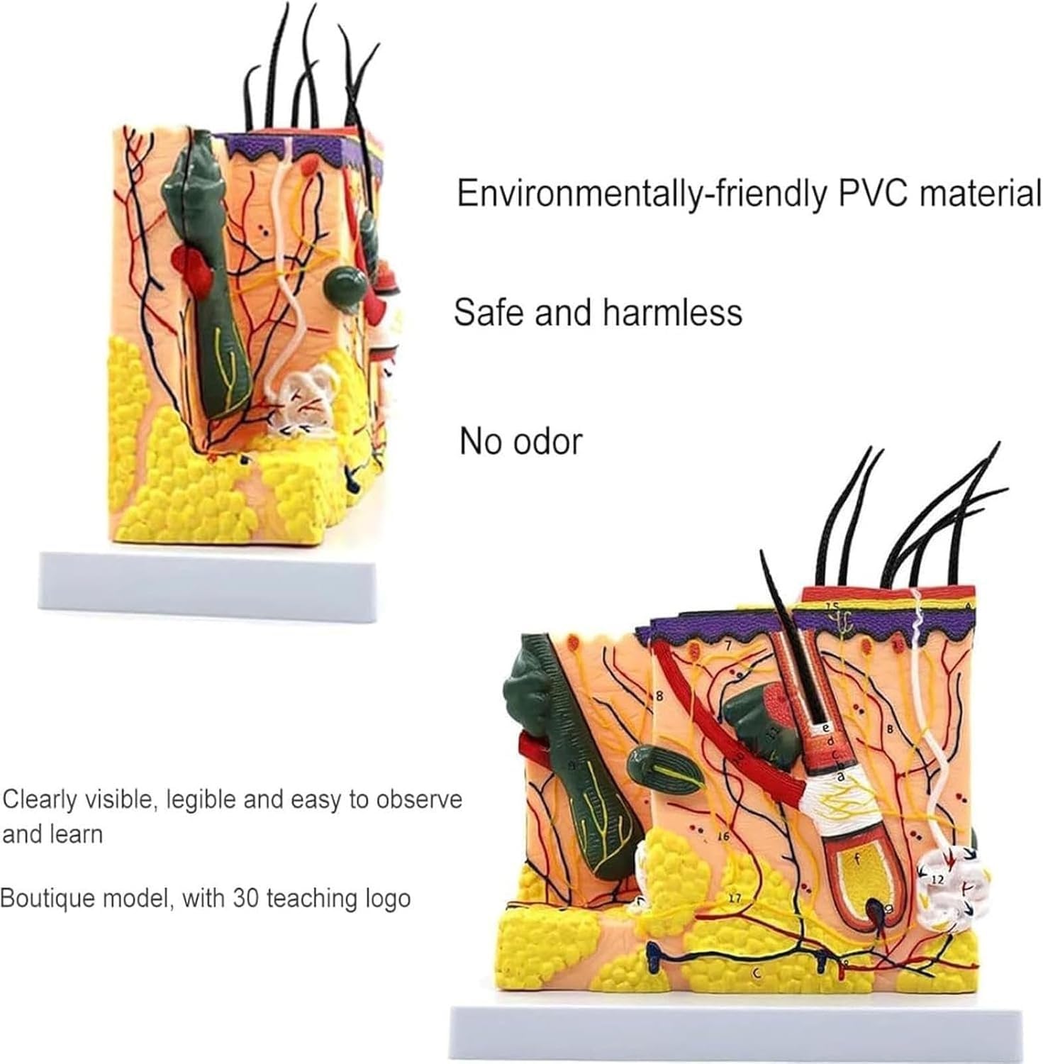 Model anatomiczny skóry, odłączalny mieszek włosowy, powiększony 70x model skóry, model struktury skóry do celów szkoleniowych, model medyczny do celów edukacyjnych.