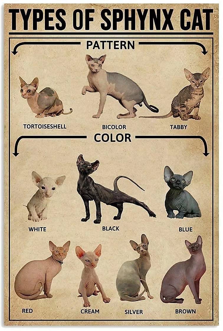 types of sphynx cat Metal Signs, Fun Poster For Bar Kitchen Cafe Farmhouse Wall Decor 8x12inch
