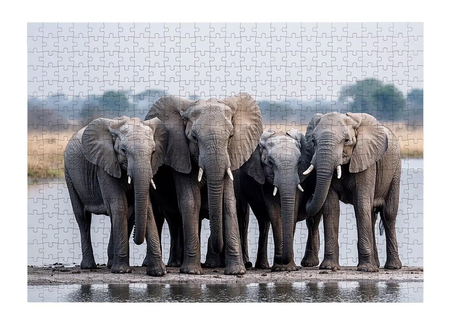 Puzzle 1500 elementów słonia, klasyczne puzzle, 87 x 57 cm, wystrój -4411