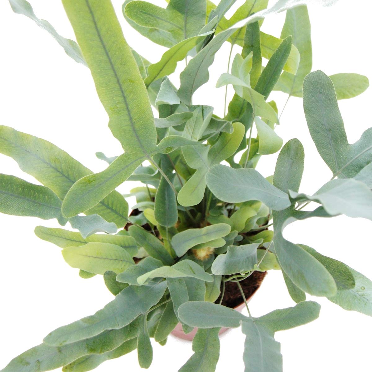 Fougère à taches dorées "Blue Star", Phlebodium aureum, 12cm