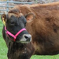 Vista 7 de Derby Originals Cabestros Ajustables de Nylon para Ganado Bovino Rosado