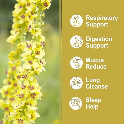 Miniatura 6 de Olvvla - Bolsas de té de gordolobo para pulmones - 0.11 oz x 30 unidades - Té de hoja de gordolobo 100% natural - Té de hierbas de limpieza pulmonar