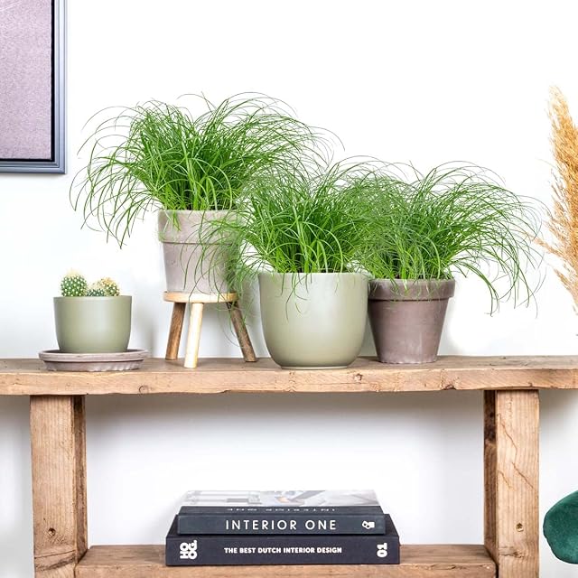 Foto 4 de 5 de Bloomique - Set de 3 - Cyperus ‘Zumula’ - Hierba para gatos - Planta de interior - Apta para mascotas