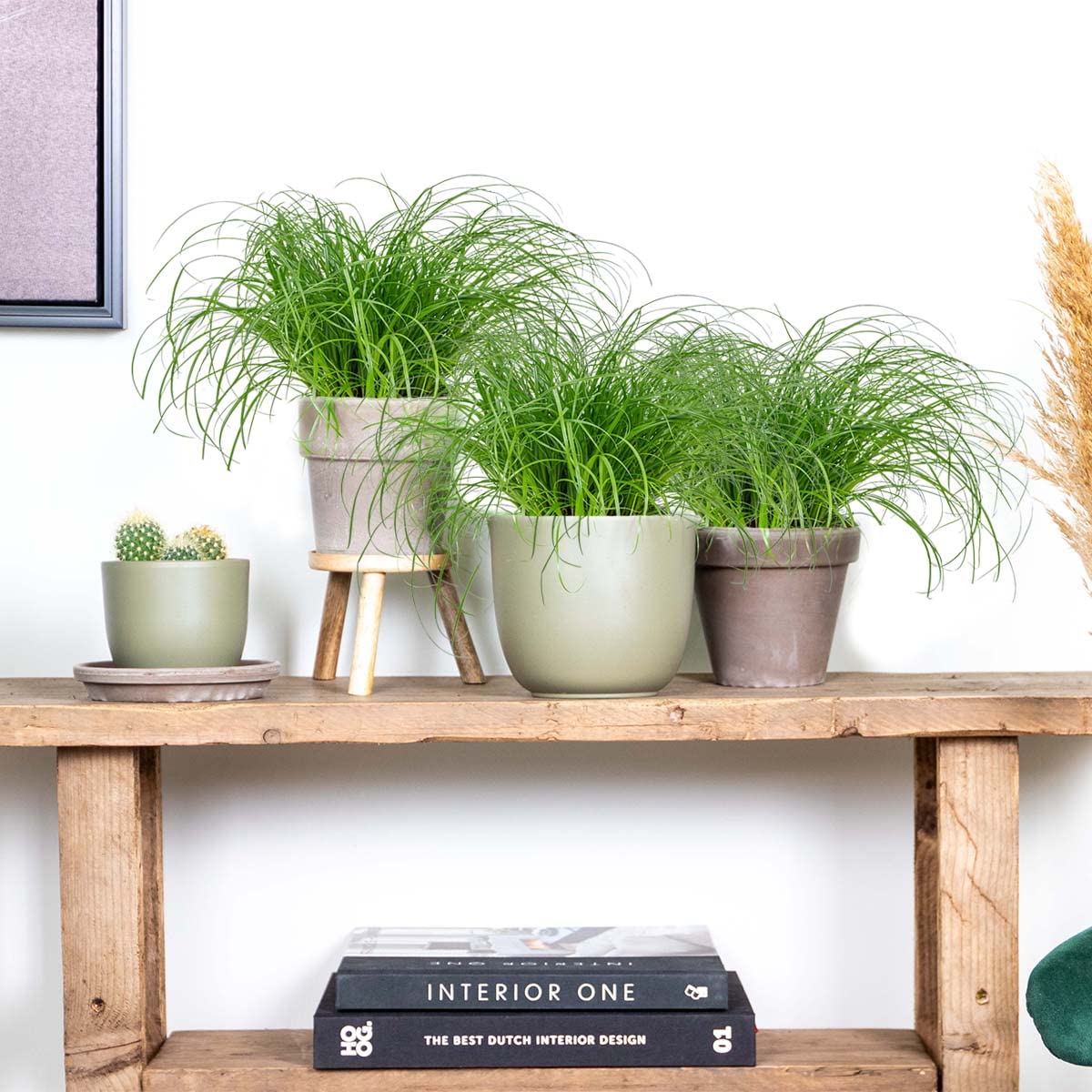 Bloomique - Set de 3 - Cyperus ‘Zumula’ - Hierba para gatos - Planta de interior - Apta para mascotas - Altura 20-30 cm - Maceta 12 cm
