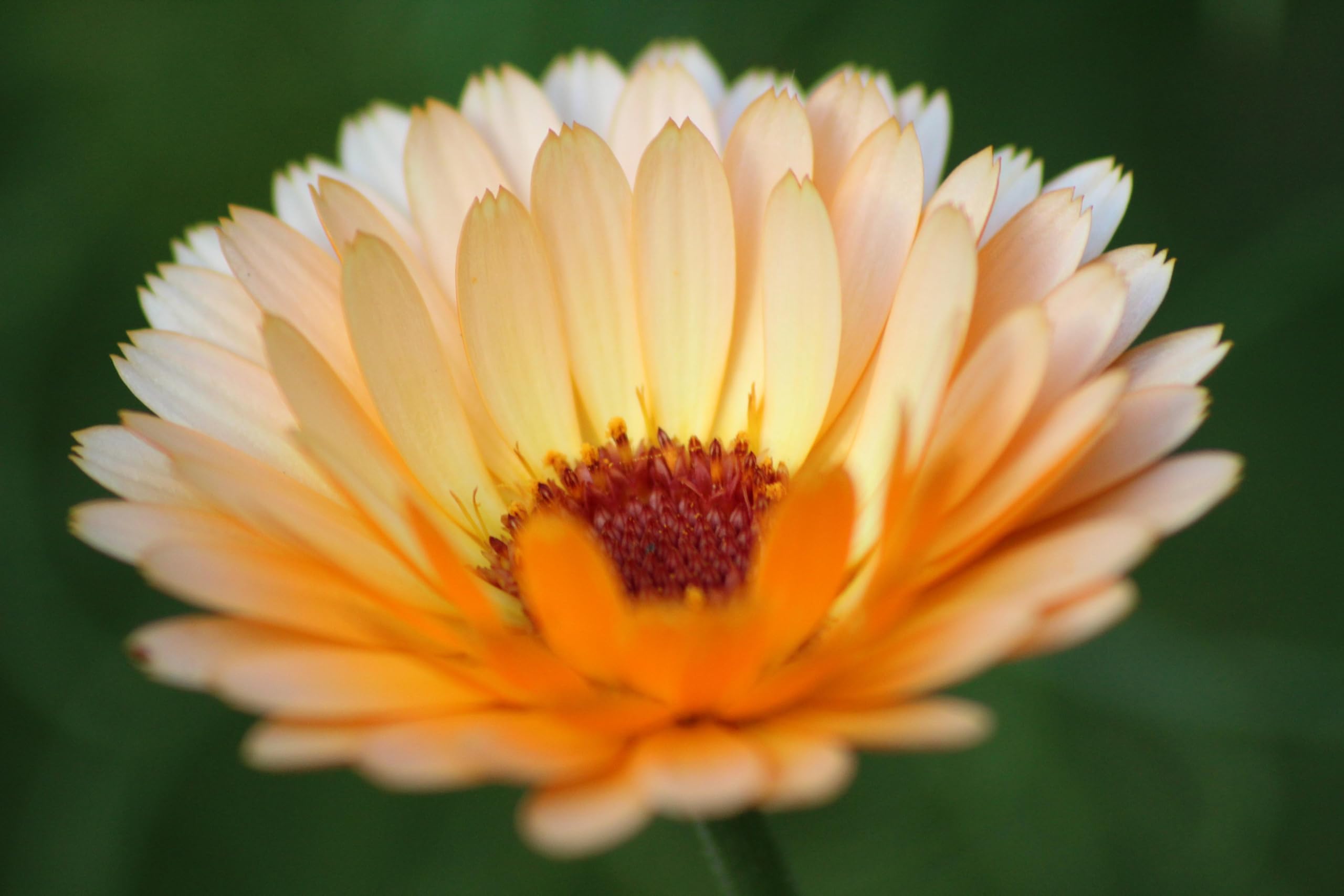 Ringelblumen Mix (Calendula officinalis 'Zuchtform') Samen. ´Mit 7 verschiedenen Sorten´. Heilpflanze (20000 Samen = 140,0g)