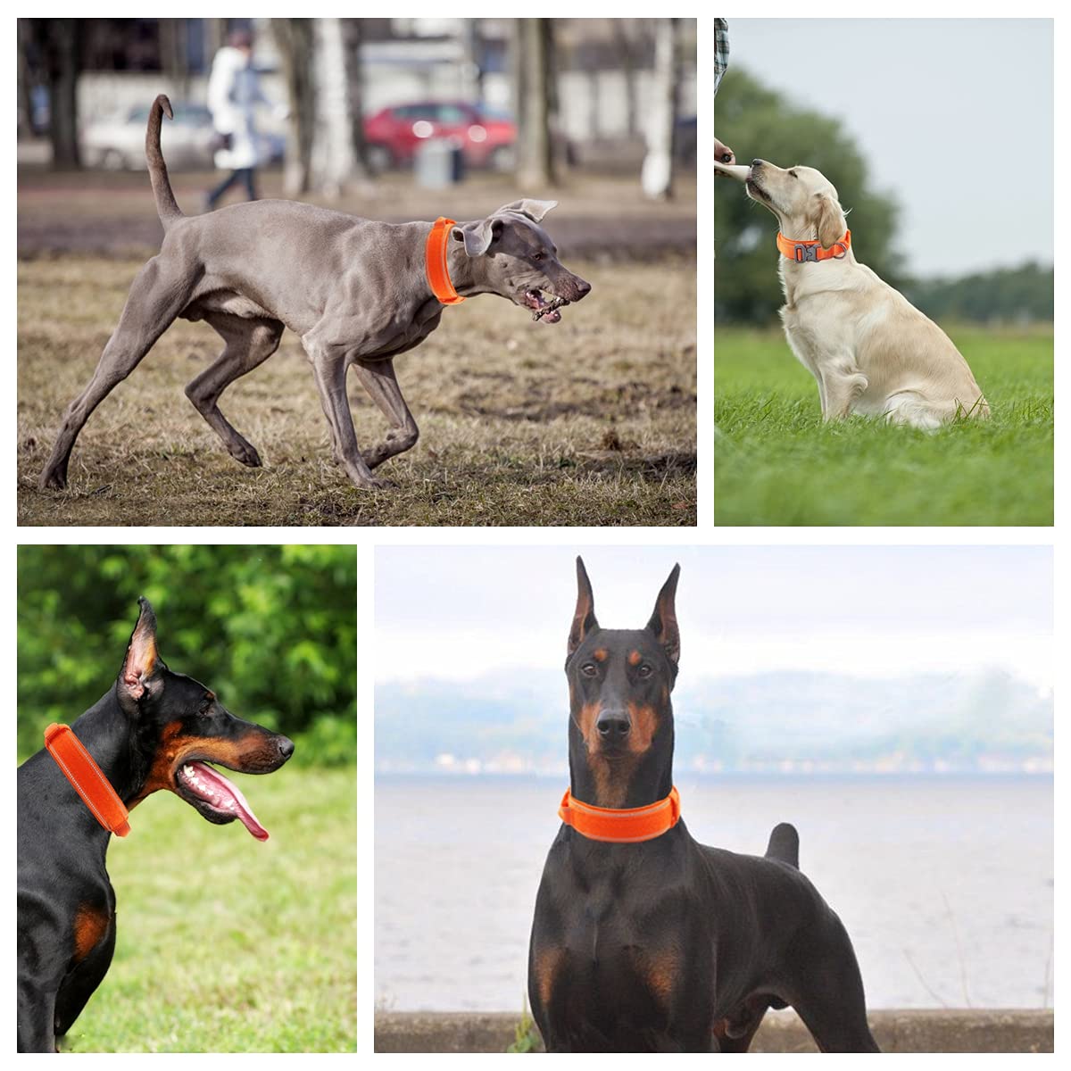 Collar táctico para perro con hebilla de metal resistente y asa de control para entrenamiento de perros medianos y grandes (naranja, XL)
