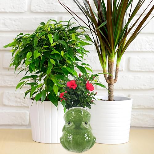 Miniatura 4 de HOMSFOU Linda maceta de cerámica con forma de rana para decoración de interiores, maceta de dibujos animados para regalo para amantes de las plantas