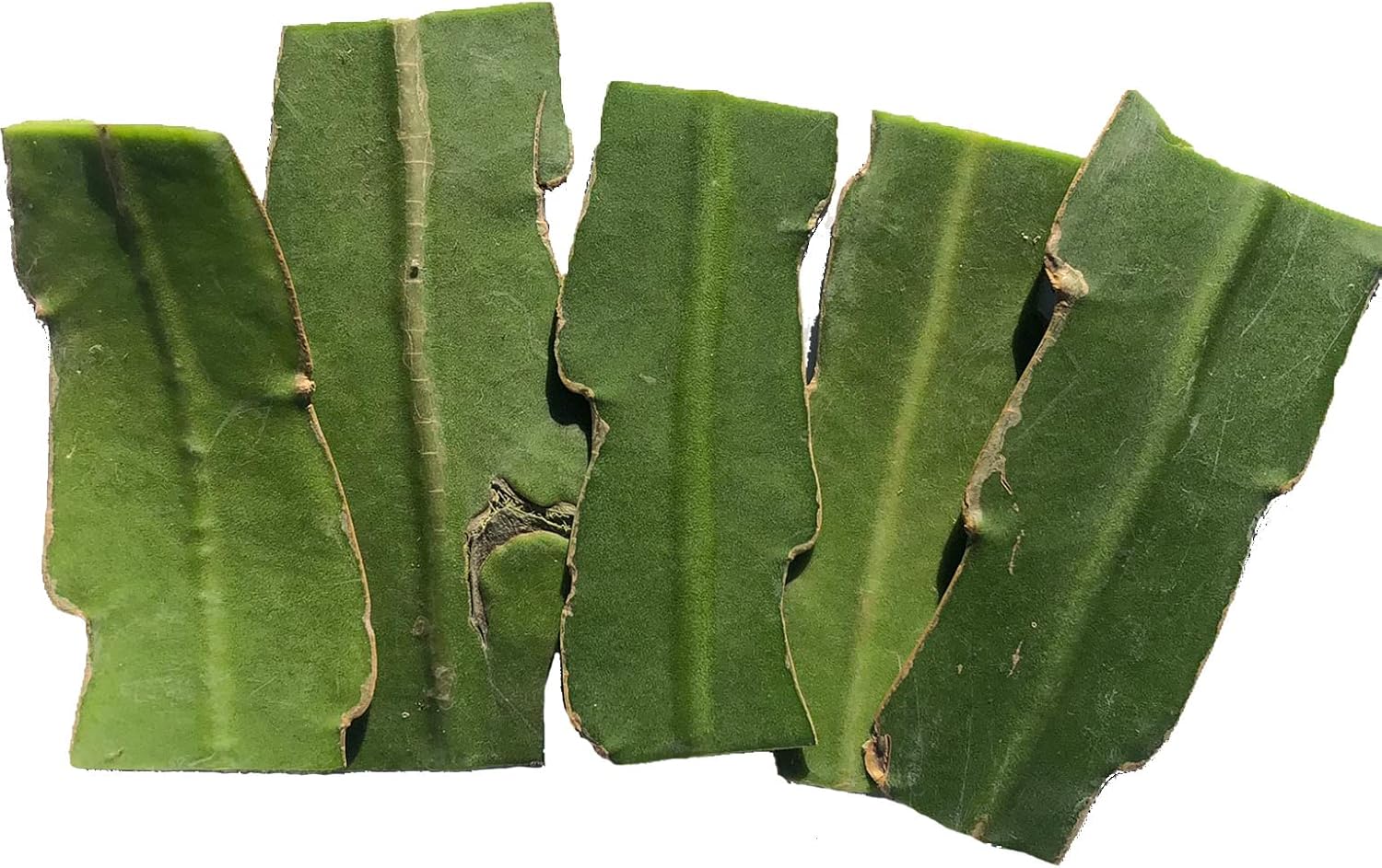 Organic Queen of The Night Plant Cuttings, (Epiphyllum oxypetalum) 5 cuttings Each 2-3" in Length- Night Blooming Cereus, Princess of The Night, Dutchman's Pipe Cactus
