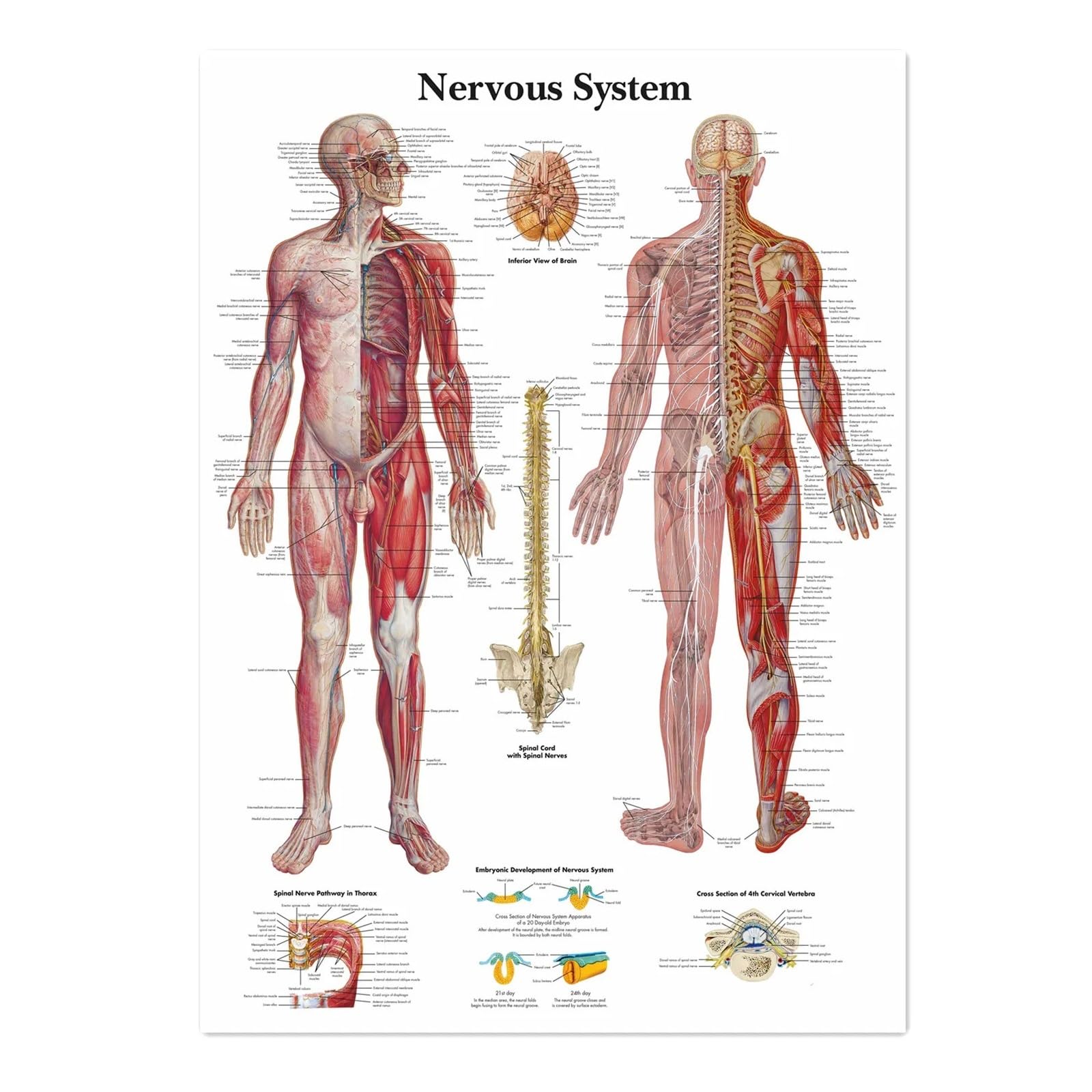 1pc Układ Nerwowy Plakaty Drukuje Tablica Ścienna Anatomia Człowieka Obraz Płótno Artystyczne Przewiń Malowanie Szpitale Kliniki Home Decor(Painting Core,50X70 CM)