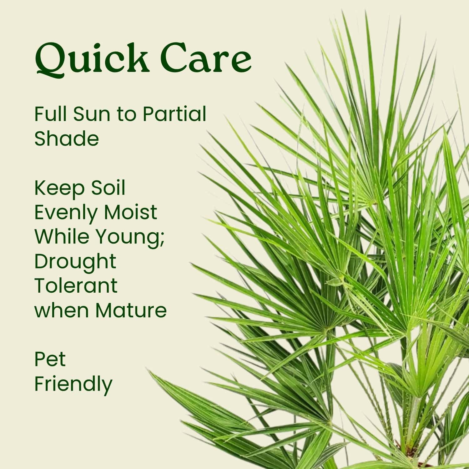 European Fan Palm - Tropical Plants of Florida - Live Palm Tree Plant - Overall Height 30" to 36" (Plant Only)