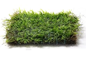 Java Moss Live Carpet Foreground Aquarium Plant 3x3