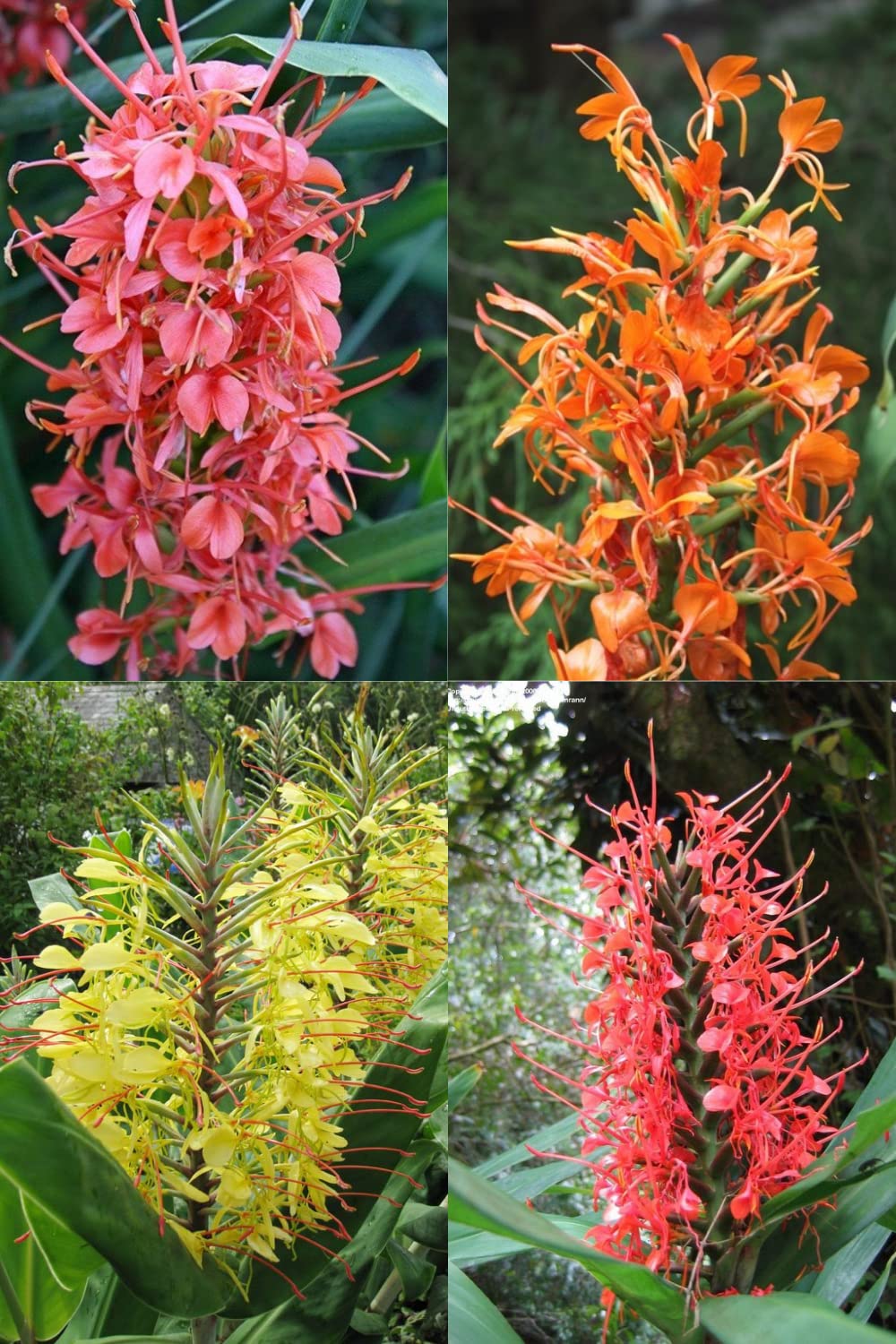 LIVE GREEN Hedychium Ginger Lily Pack Of 5 Mixed Colour flower Bulbs, Multicolour, (LIVE-BULB01) (B09RKCNY13) Amazon Price History, Amazon Price Tracker