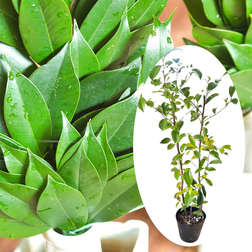 Amazon.co.jp: ホンサカキ 苗 苗木 15cmポット苗 樹高約40～50cm 榊 本