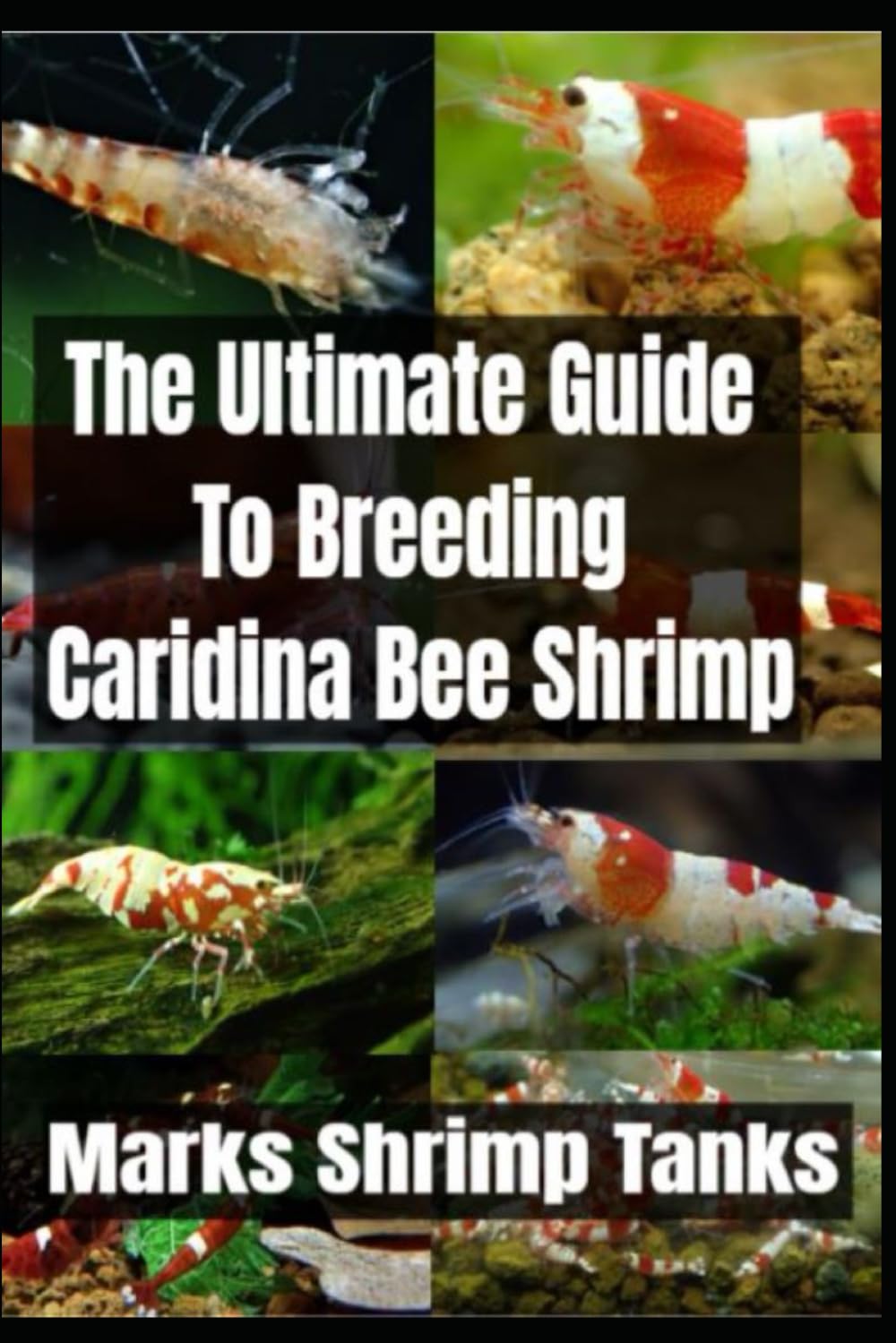 The Ultimate Guide To Breeding Caridina Bee Shrimp