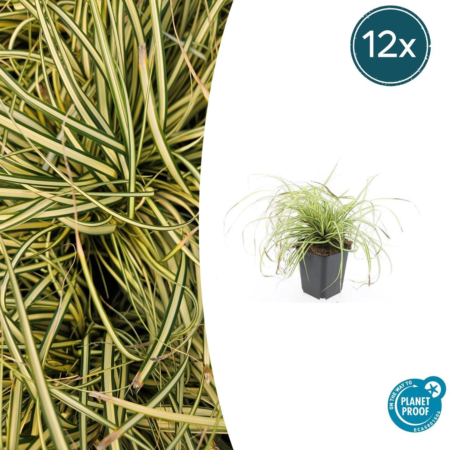 Carex oshimensis Evergold – 24 rośliny, 10-25 cm, Ø 9 cm, mrozoodporna trawa ozdobna, złotozielone liście, łatwa w pielęgnacji, do zacienionych obszarów