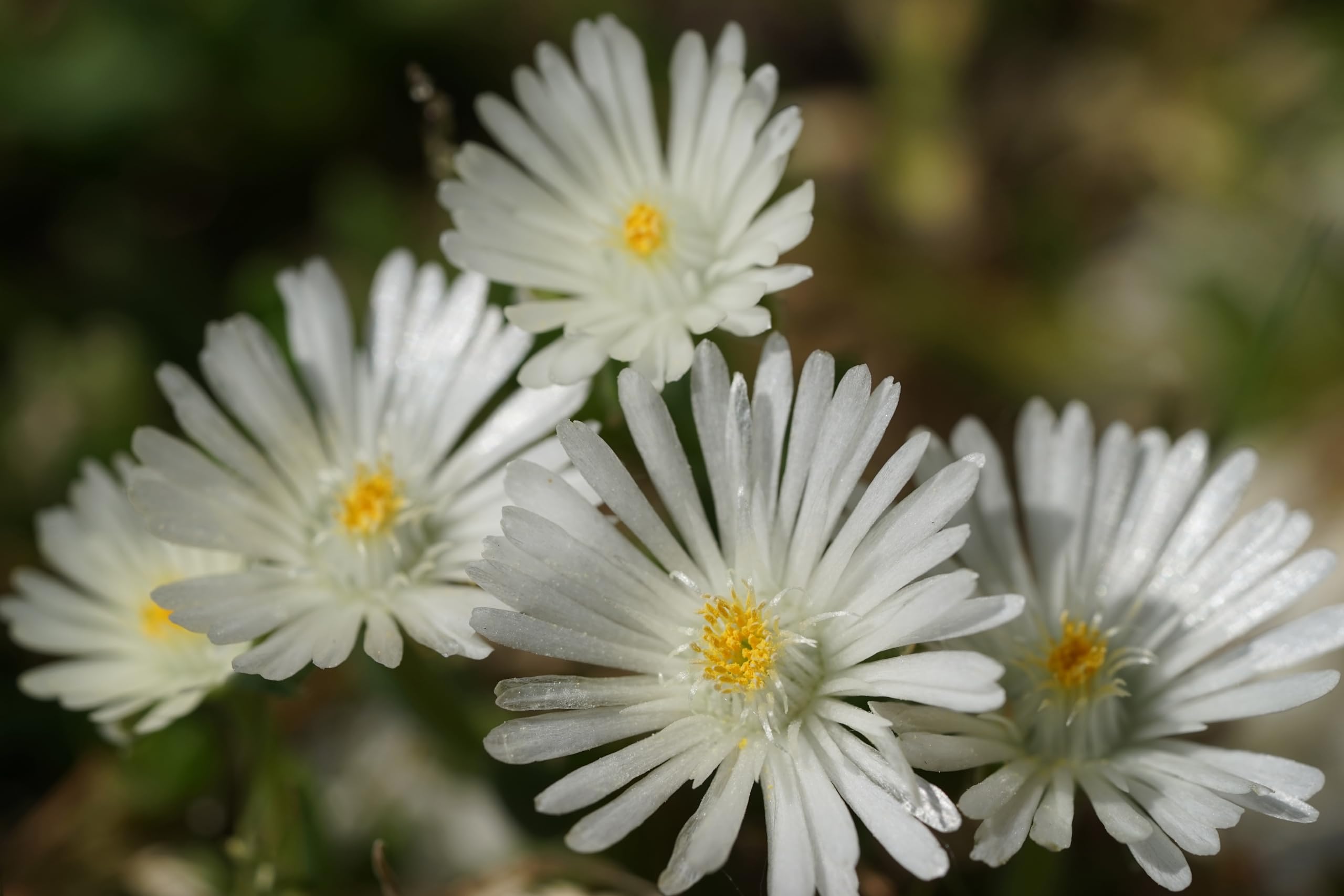 Stauden Gänge 10 x Delosperma cultorum 'Jewel of Desert Moonstone'