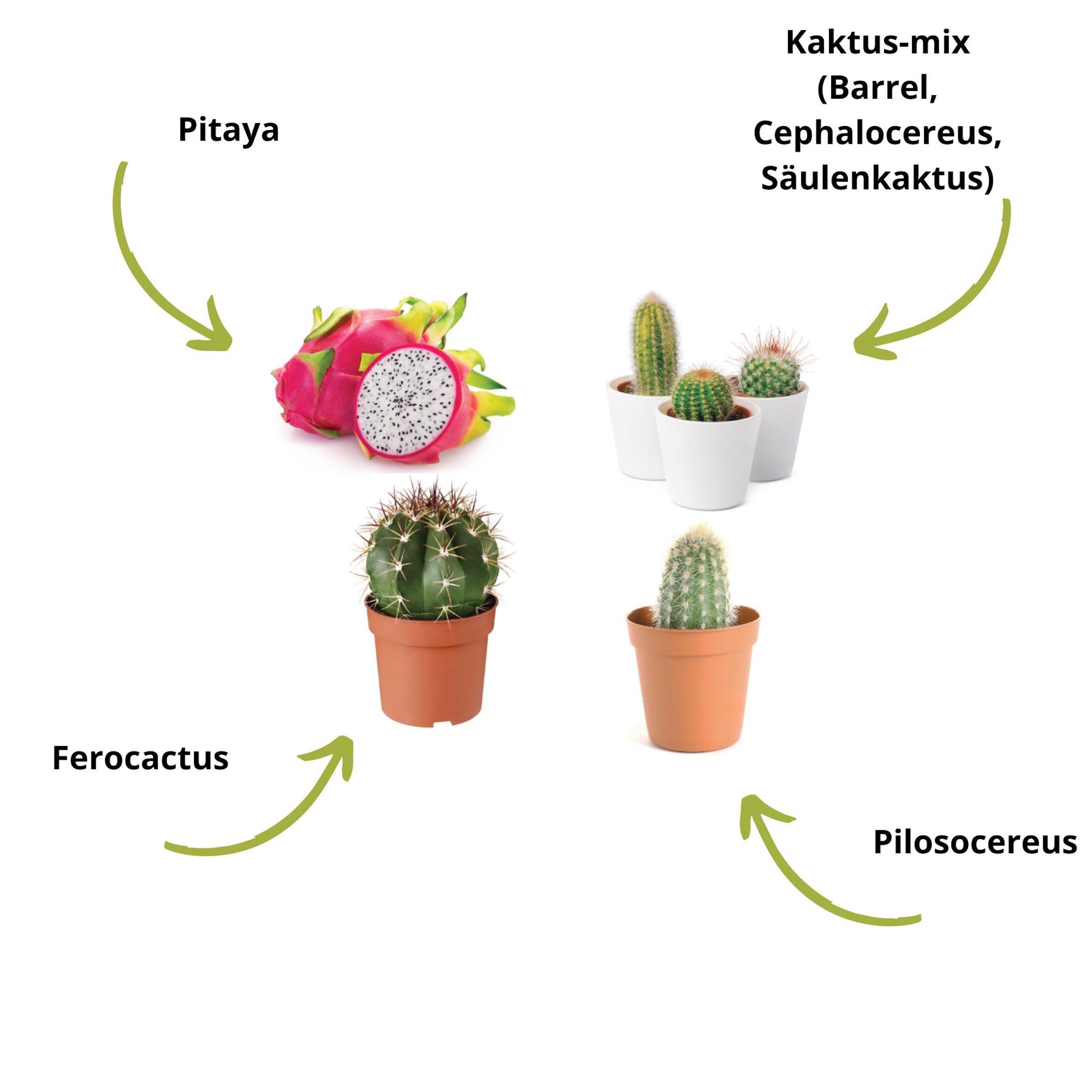 Kaktus-Set  Franzsische Samen 100% kologisch  im Garten und zum  Dekorieren  Geschenkidee (Pitaya Drachenfrucht, Ferocactus, Pilosocereus  und Cactus Mix) - CULTIVEA : Amazon.de: Garten