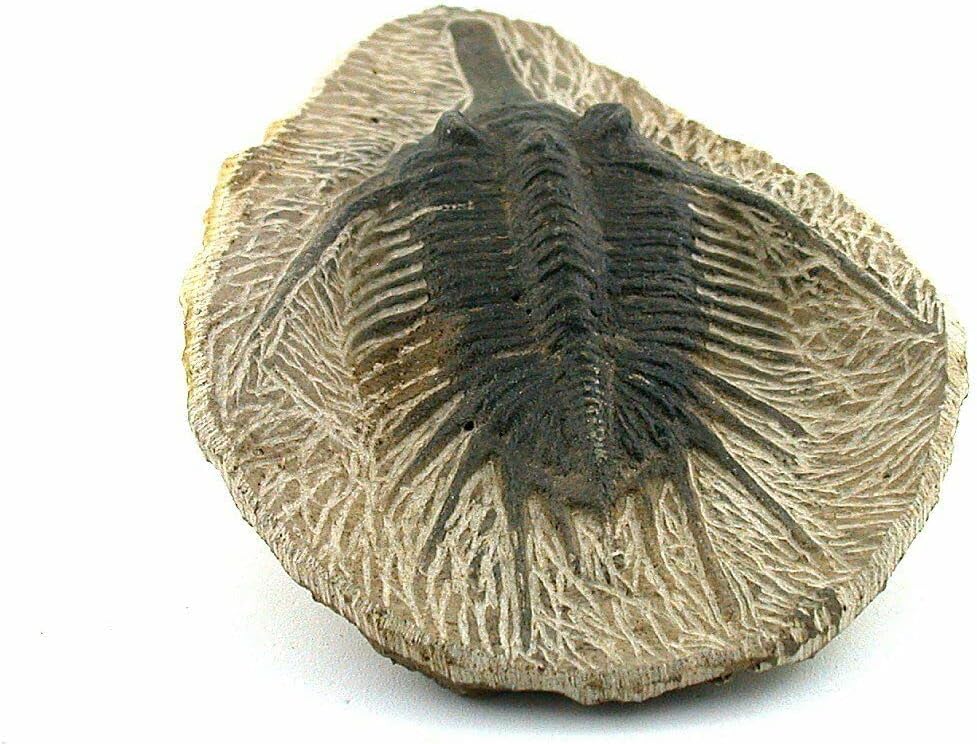 Reproduction Trilobite Fossil in Host Rock Morocco 6.5 Ounces EBS8786