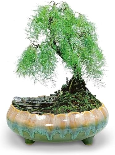 Miniatura 7 de Dahlia Macetero de cerámica esmaltada de goteo grande, poco profundoancho de 8.3 pulgadas, maceta para suculentas, color azul